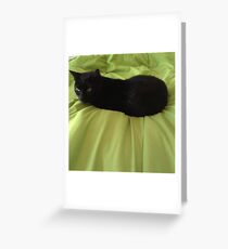 Kitty Greeting Card
