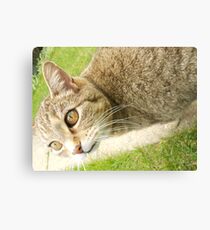 Graceful Kitty Canvas Print