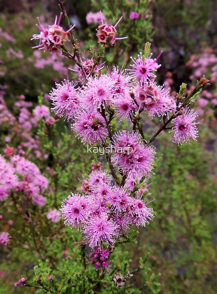 "Swamp Honey Myrtle, Mount Buffalo Road, Victoria, Australia." by