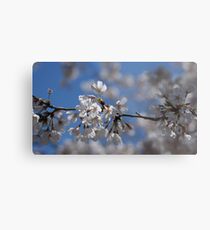 Cherry Blossom Metal Print