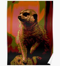 Meerkat print Poster