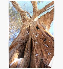 Termite Tree Poster