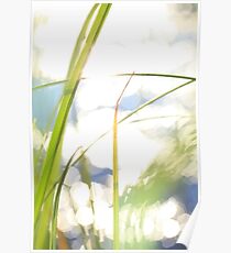 Grasses at the shore of a lake bathing in golden light Poster