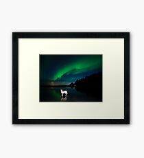 Balto and the aurora. Framed Print