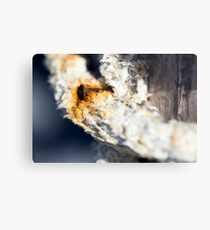 A consummate and corroded rusty nail Metal Print