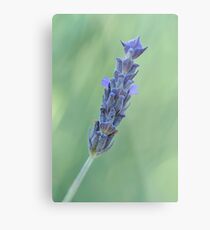 Lavender on muted green Metal Print