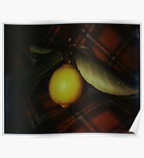 fallen fruit on fleece Poster
