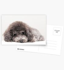 toy poodle Postcards