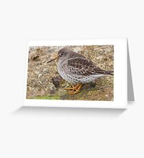 Purple Sandpiper Grußkarte