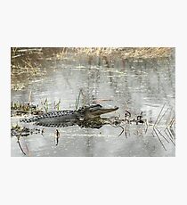 Gator Day Photographic Print