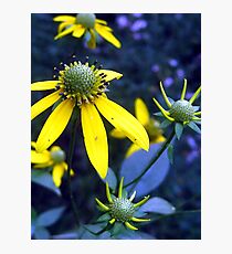 golden spikey...? Photographic Print