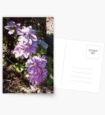 Clematis 'Nelly Moser' Postcards