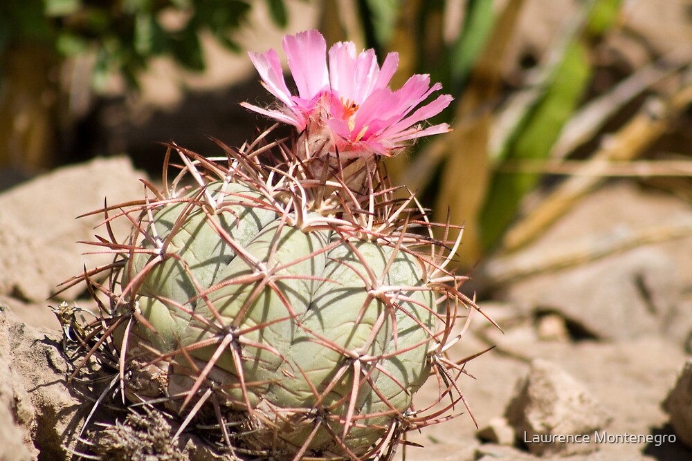 "Chihuahuan Desert Plants2" by Lawrence Montenegro Redbubble