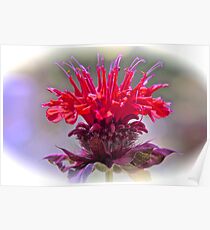 Bee Balm Poster