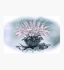 Muted Colors Bee Balm Photographic Print