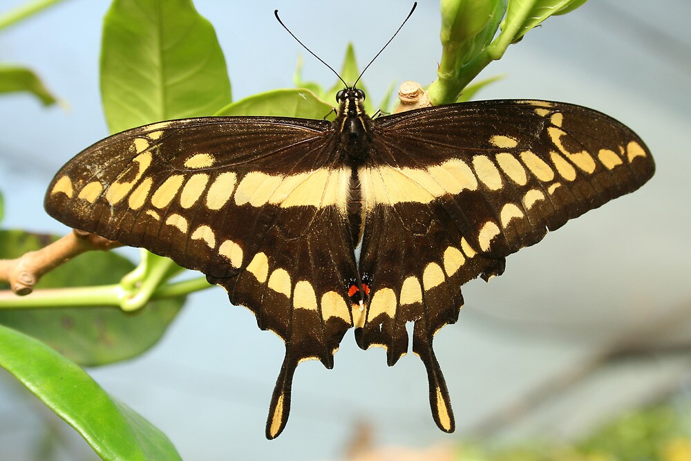 "Brown and Yellow Butterfly on a Plant" by rhamm Redbubble