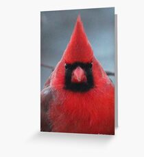 Northern Cardinal Greeting Card