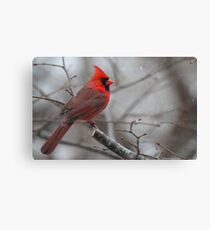 Northern Cardinal Canvas Print