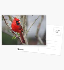 Northern Cardinal Postcards