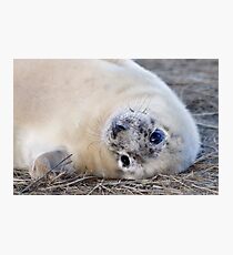seal pup Photographic Print