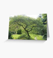 Trees Greeting Card