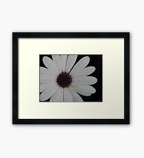 Pristine Framed Print