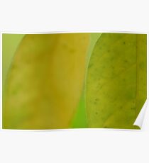 Macro Leaf Poster