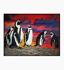 African Penguins Photographic Print