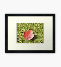 Fall Framed Print