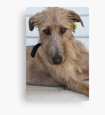 Grace - Stag Hound 1.5 yrs Canvas Print