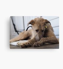 Grace - Stag Hound 1.5yrs Canvas Print