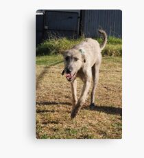Grace - Stag Hound 1.5 yrs Canvas Print