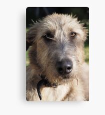 Grace - Stag Hound 1.5yrs Canvas Print