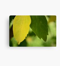 green and yellow Canvas Print