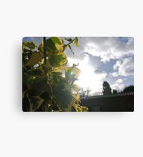 Sunlight so bright Canvas Print