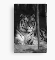 The Jungle's Ruler Canvas Print