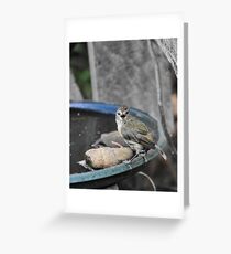 "Thanks for the water lady, but could you please stop clicking that thing in my face!" Greeting Card