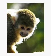 Squirrel Monkey Photographic Print