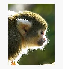 Squirrel Monkey Photographic Print