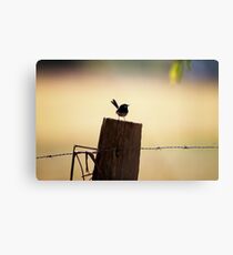 Superb Wren on Fence Post Metal Print