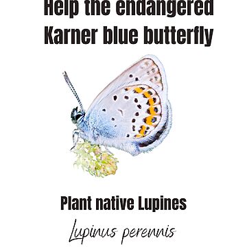 Karner Blue Butterfly Pin Set — NATURE WALK