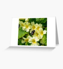 Daffodils Greeting Card
