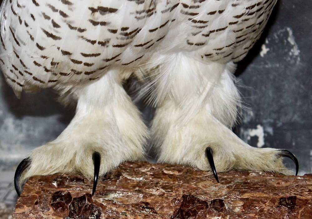 "Snowy White Owl Feet" by GenuineGemini Redbubble