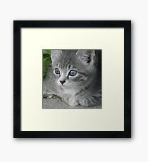 Wiskers Framed Print
