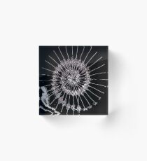 spider Acrylic Block