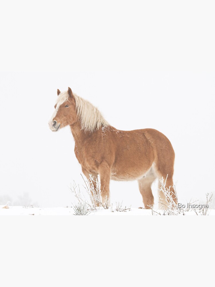Smiling Palomino Horse in the Snow by mrbo