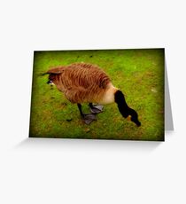 Duck down... Greeting Card