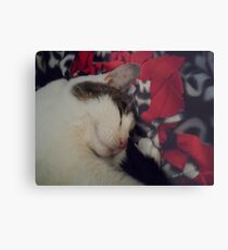 Snuggle Kitty Metal Print
