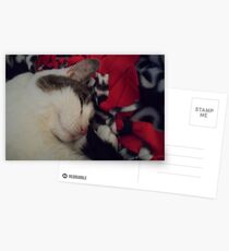 Snuggle Kitty Postcards