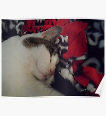 Snuggle Kitty Poster